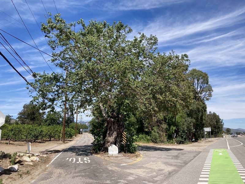 Sycamore Tree. Click for full size. Sycamore Tree image. Click for full size.
