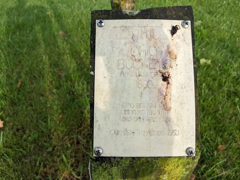 Ohio Buckeye Marker. Click for full size. Ohio Buckeye Marker image. Click for full size.