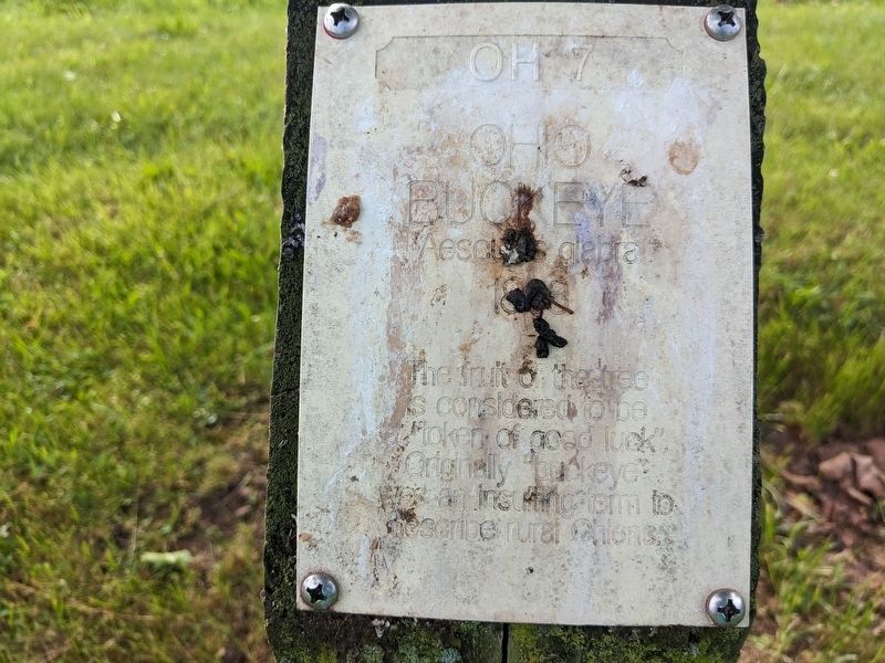 Ohio Buckeye Marker. Click for full size. Ohio Buckeye Marker image. Click for full size.