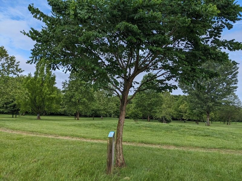 Kentucky Coffee Tree Marker. Click for full size. Kentucky Coffee Tree Marker image. Click for full size.
