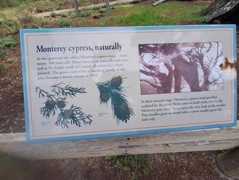 Monterey cypress, naturally Marker image. Click for full size.