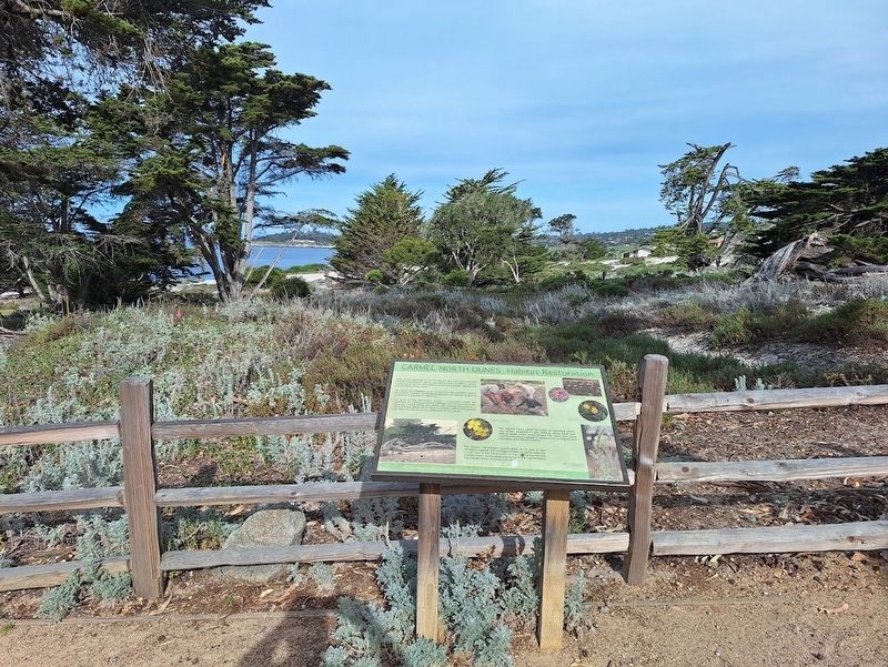 Carmel North Dunes Habitat Restoration Marker image. Click for full size.