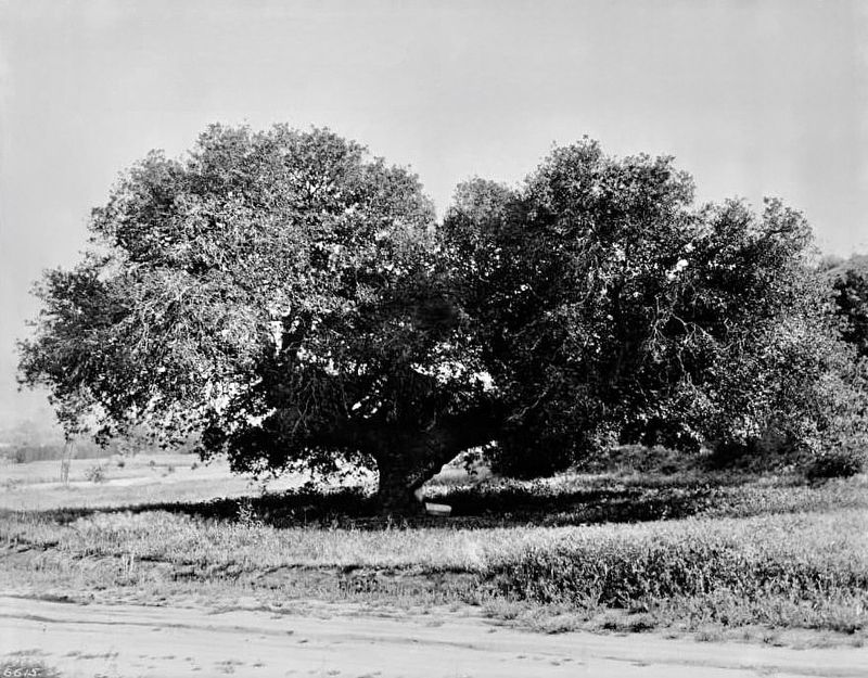 Oak of Peace. Click for full size. Oak of Peace image. Click for full size.