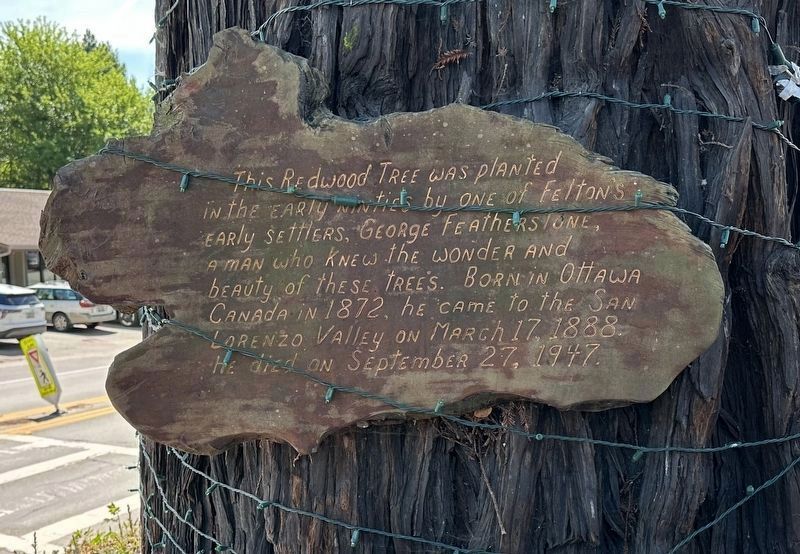 Felton Heritage Tree. Click for full size. Felton Heritage Tree image. Click for full size.