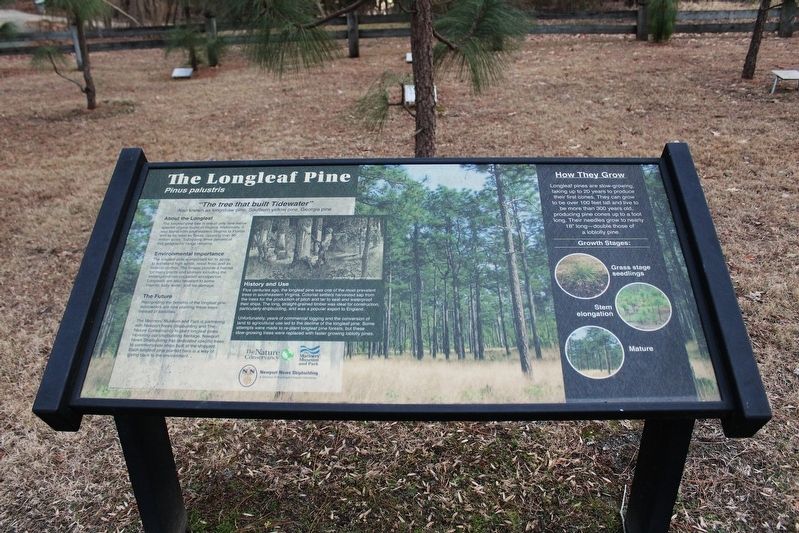 The Longleaf Pine Marker. Click for full size. The Longleaf Pine Marker image. Click for full size.