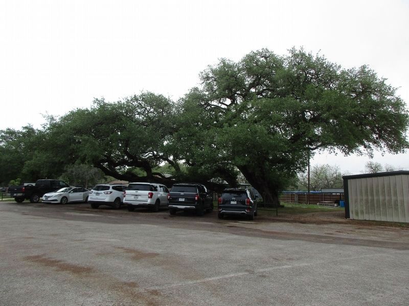 Old Hanging Tree and marker. Click for full size. Old Hanging Tree and marker image. Click for full size.