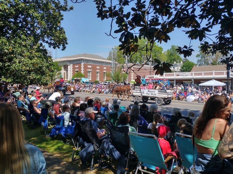 The Memorial Building During the Mule Day 2026 Parade.. Click for full size. The Memorial Building During the Mule Day 2026 Parade. image. Click for full size.