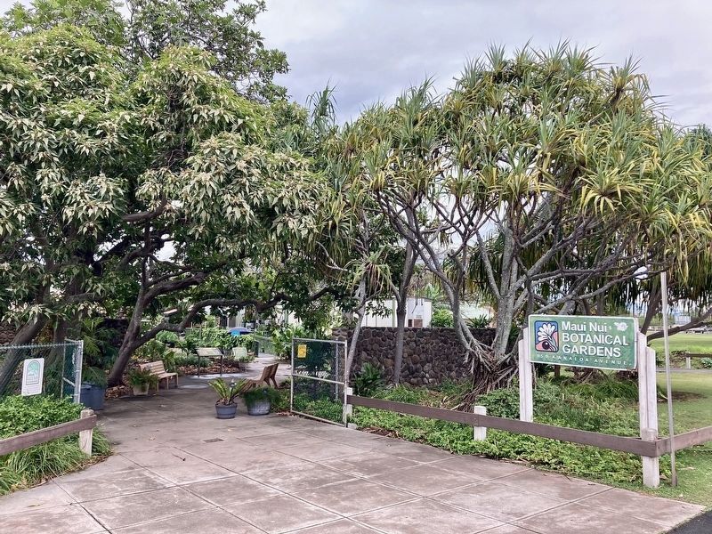 Maui Nui Botanical Gardens. Click for full size. Maui Nui Botanical Gardens image. Click for full size.