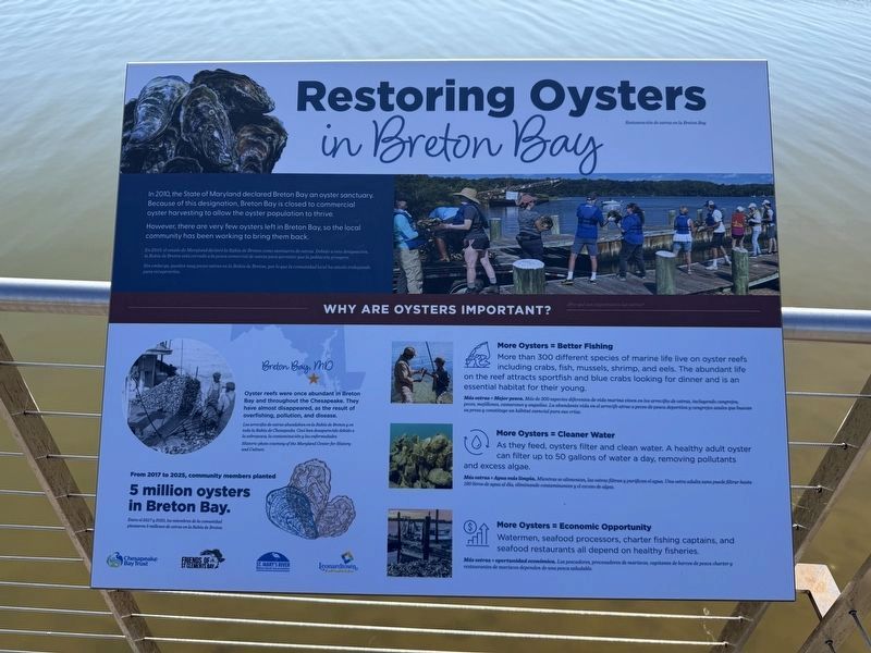 Restoring Oysters in Breton Bay / Restauración de ostras en la Breton Bay Marker. Click for full size. Restoring Oysters in Breton Bay / Restauración de ostras en la Breton Bay Marker image. Click for full size.