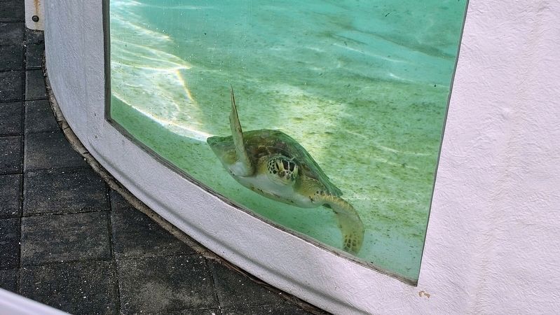 Loggerhead Marinelife Center image. Click for full size.