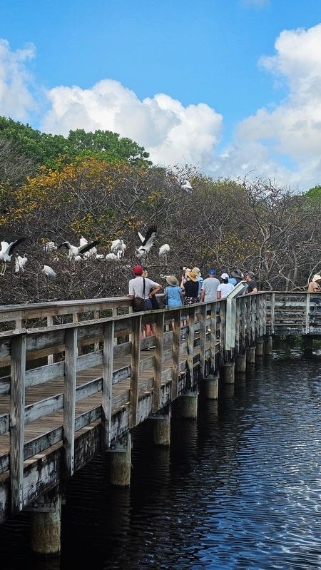 Wood Storks. Click for full size. Wood Storks image. Click for full size.