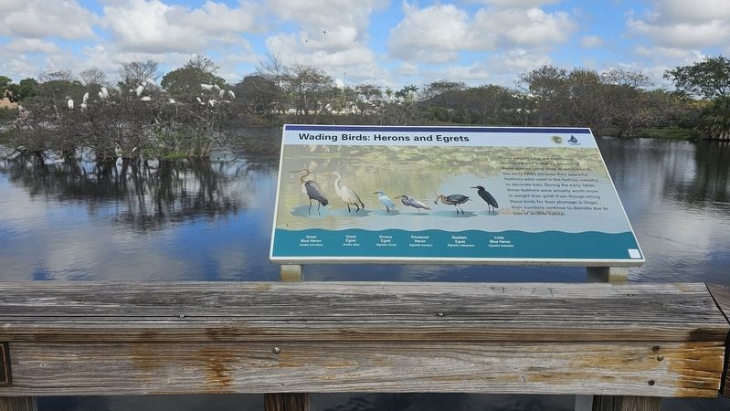 Wading Birds: Herons and Egrets. Click for full size. Wading Birds: Herons and Egrets image. Click for full size.