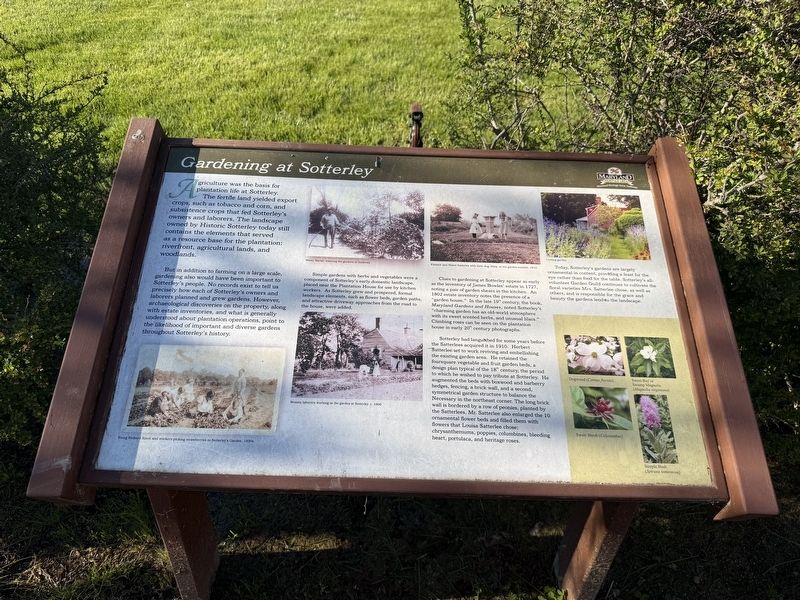 Gardening at Sotterley Marker. Click for full size. Gardening at Sotterley Marker image. Click for full size.