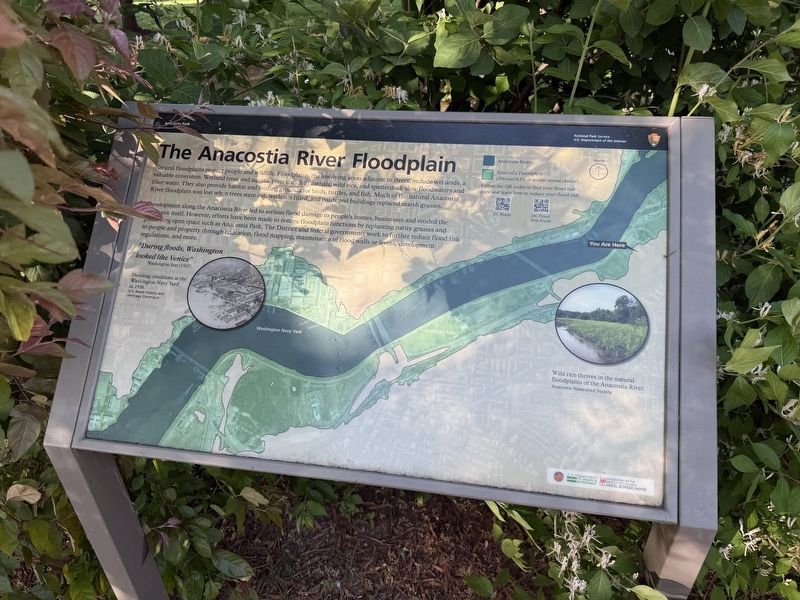 The Anacostia River Floodplain Marker image. Click for full size.