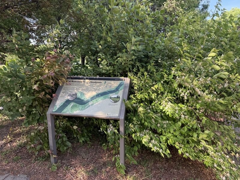 The Anacostia River Floodplain Marker image. Click for full size.
