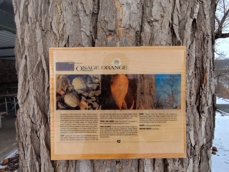 Osage Orange Marker image. Click for full size.