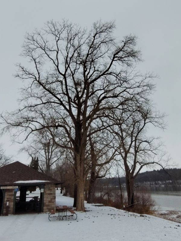 Osage Orange Marker image. Click for full size.