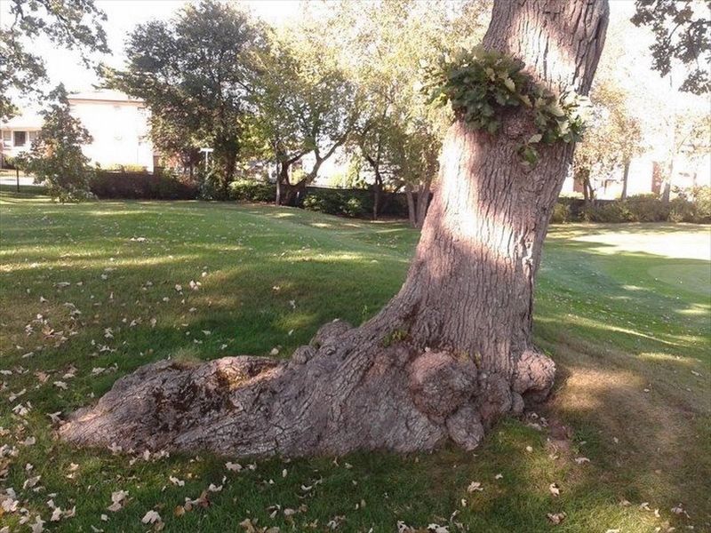 Trail Tree Trunk image. Click for full size.