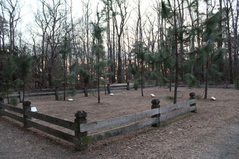 The Longleaf Pine Plot. Click for full size. The Longleaf Pine Plot image. Click for full size.