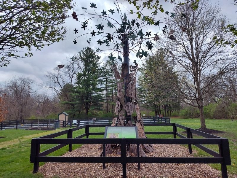 Buckeye Tree Marker. Click for full size. Buckeye Tree Marker image. Click for full size.