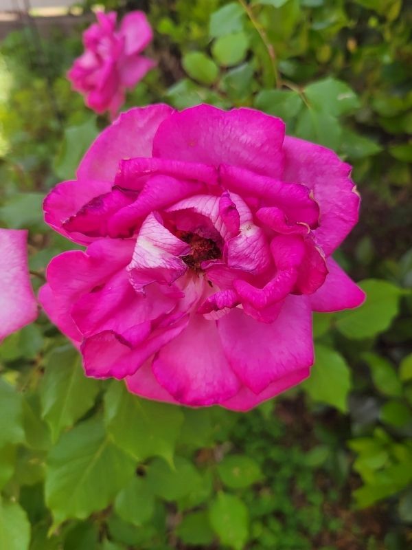 The Lady Astor Rose. Click for full size. The Lady Astor Rose image. Click for full size.