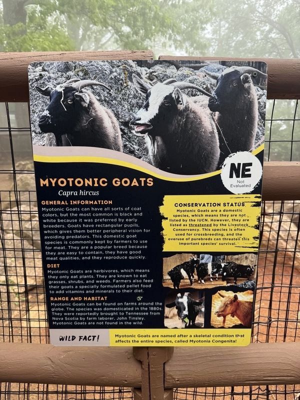 Myotonic Goats Marker image. Click for full size.