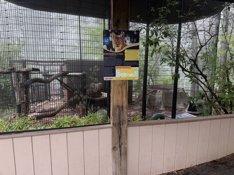 Northern Lynx Exhibit image. Click for full size.
