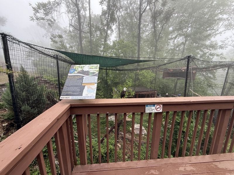 Bald Eagle Exhibit image. Click for full size.