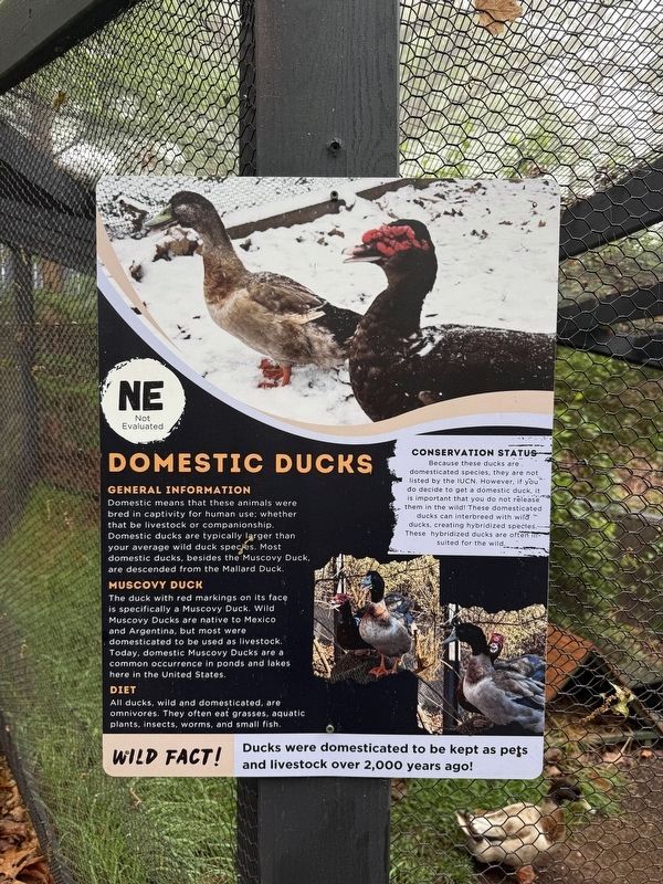 Domestic Ducks Marker. Click for full size. Domestic Ducks Marker image. Click for full size.