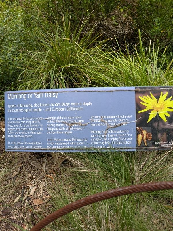 Murong or Yam Daisy Marker. Click for full size. Murong or Yam Daisy Marker image. Click for full size.