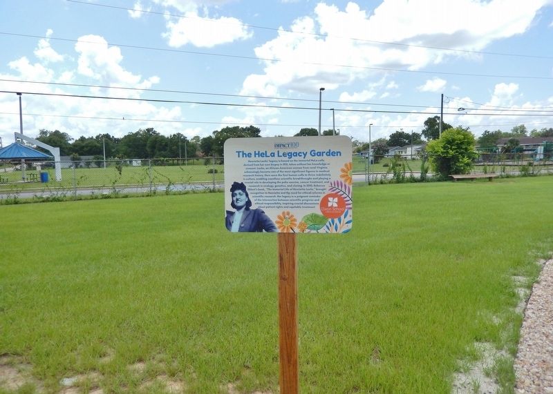 The HeLa Legacy Garden Marker. Click for full size. The HeLa Legacy Garden Marker image. Click for full size.