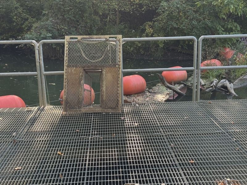 "V" shaped fish trap removed from service in off-season. Click for full size. "V" shaped fish trap removed from service in off-season image. Click for full size.