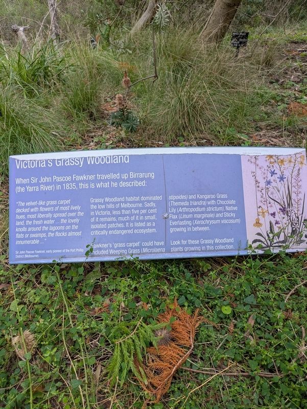 Victoria's Grassy Woodland Marker. Click for full size. Victoria's Grassy Woodland Marker image. Click for full size.