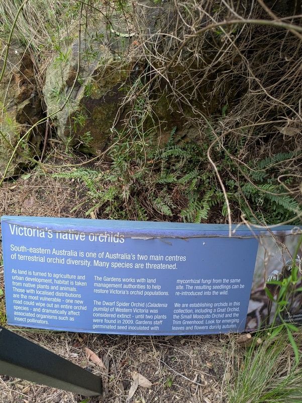 Victoria's Native Orchids Marker. Click for full size. Victoria's Native Orchids Marker image. Click for full size.
