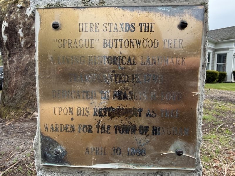 Buttonwood Tree Marker. Click for full size. Buttonwood Tree Marker image. Click for full size.