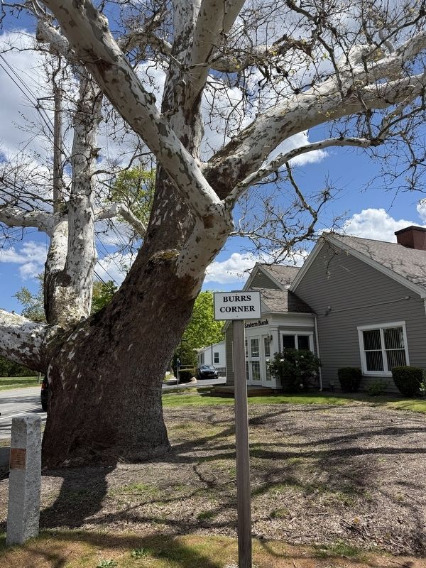 Buttonwood Tree at Burrs Corner. Click for full size. Buttonwood Tree at Burrs Corner image. Click for full size.