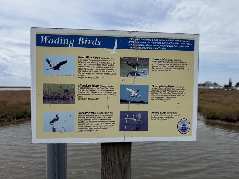 Wading Birds Marker image. Click for full size.