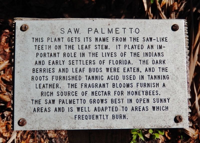 Saw Palmetto Marker image. Click for full size.