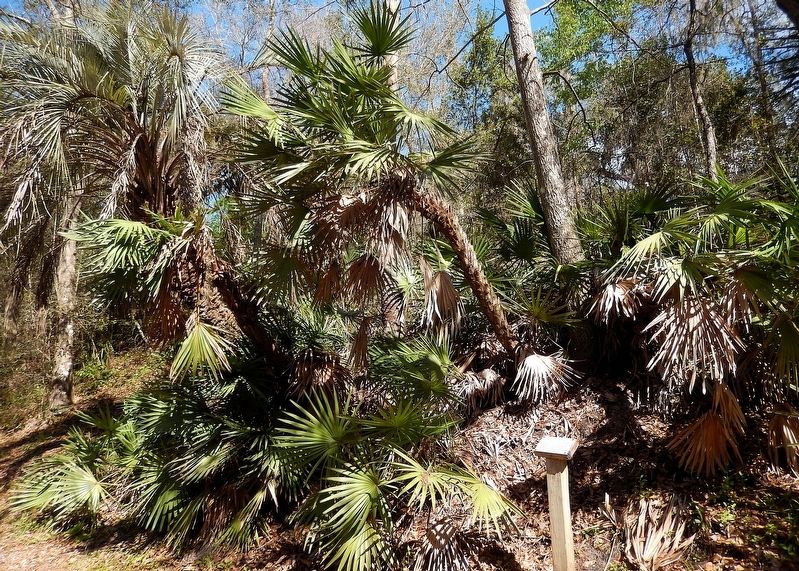 Saw Palmetto & Marker image. Click for full size.