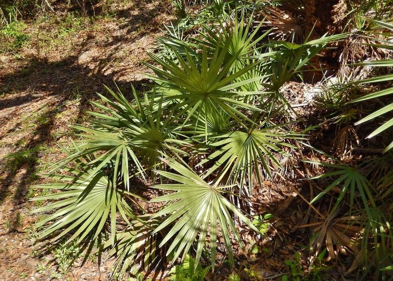 Saw Palmetto Leaves image. Click for full size.