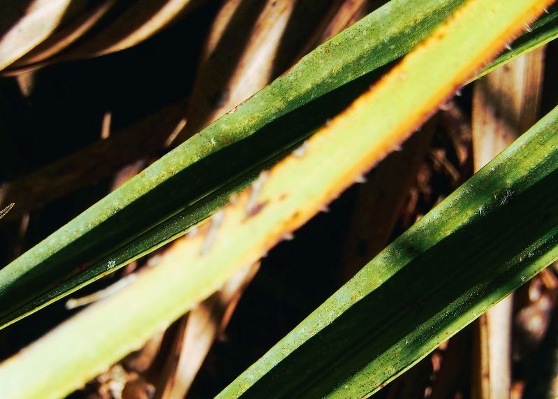 Saw Palmetto Leaf Stem (<i>petiole</i>) image. Click for full size.
