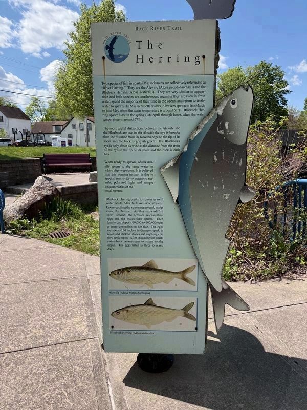 The Herring image. Click for full size.