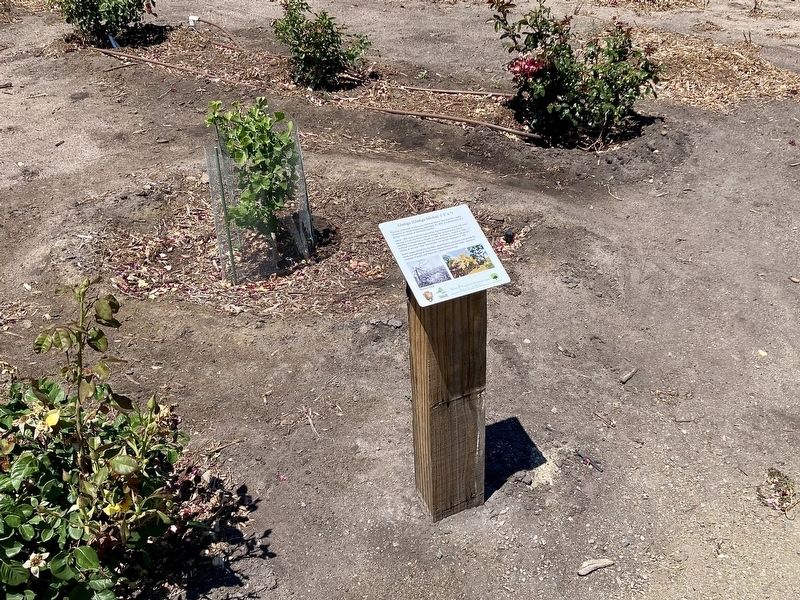 Ginkgo Marker and Tree. Click for full size. Ginkgo Marker and Tree image. Click for full size.