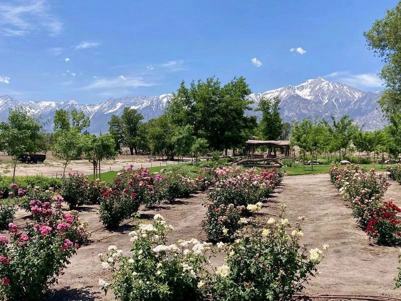Rose Garden. Click for full size. Rose Garden image. Click for full size.