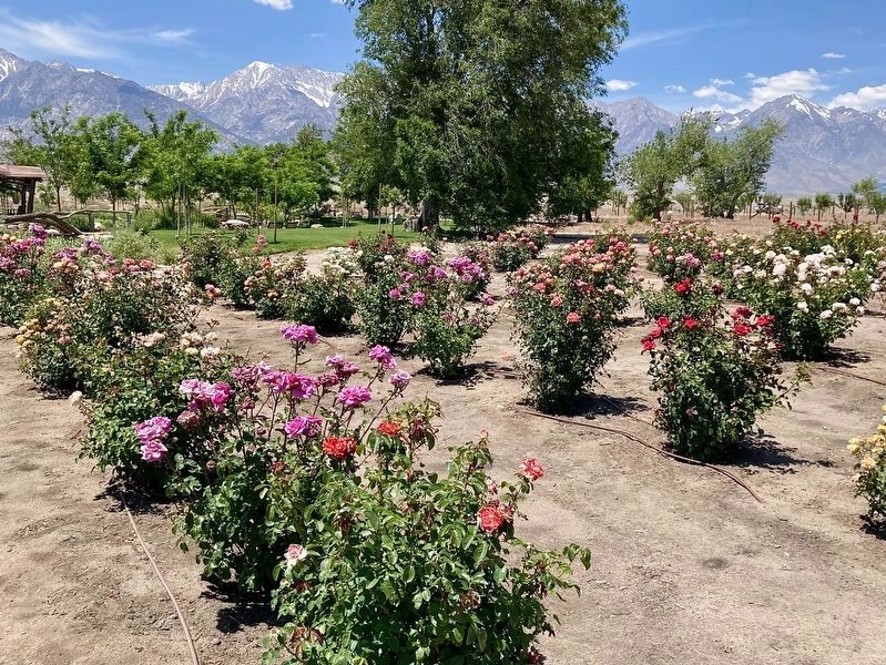 Rose Garden image. Click for full size.
