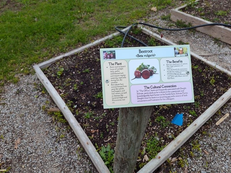 Beetroot Marker image. Click for full size.