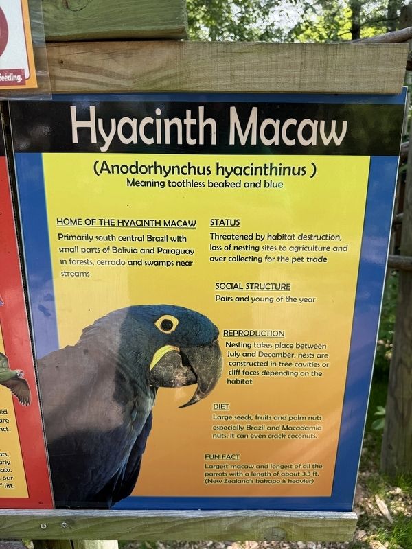 Adjacent informational sign about the Hyacinth Macaw. Click for full size. Adjacent informational sign about the Hyacinth Macaw image. Click for full size.