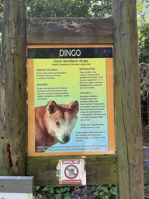 Dingo Marker. Click for full size. Dingo Marker image. Click for full size.