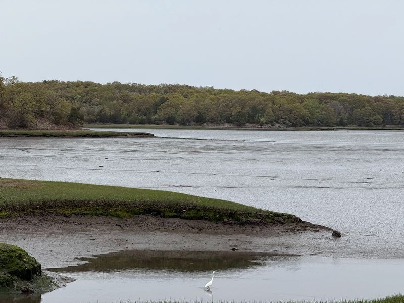 Egret in Salt Marsh. Click for full size. Egret in Salt Marsh image. Click for full size.