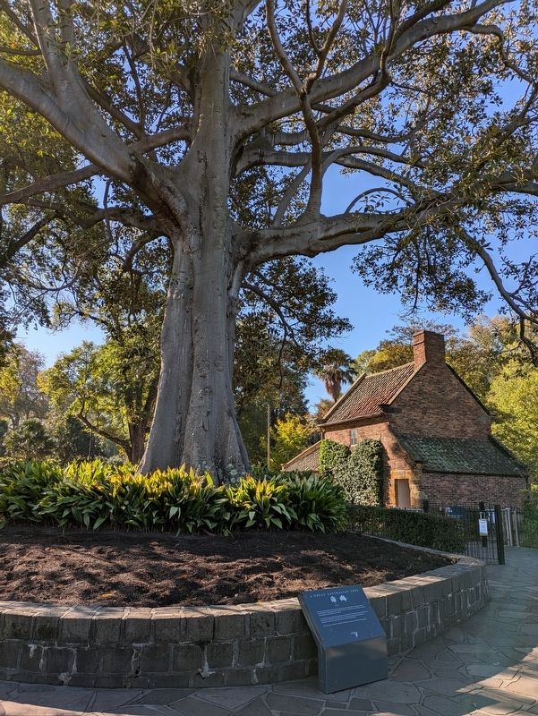 A Great Australian Tree behind the Marker. Click for full size. A Great Australian Tree behind the Marker image. Click for full size.
